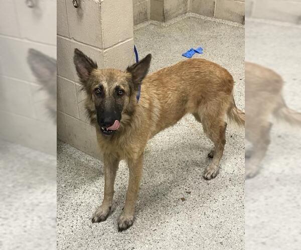 Medium Photo #1 German Shepherd Dog-Unknown Mix Puppy For Sale in Conroe, TX, USA