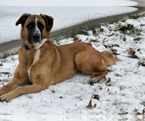 Medium Photo #3 Anatolian Shepherd-Unknown Mix Puppy For Sale in Harrisburg, PA, USA