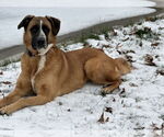 Small #2 Anatolian Shepherd Mix