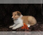Small #4 Collie