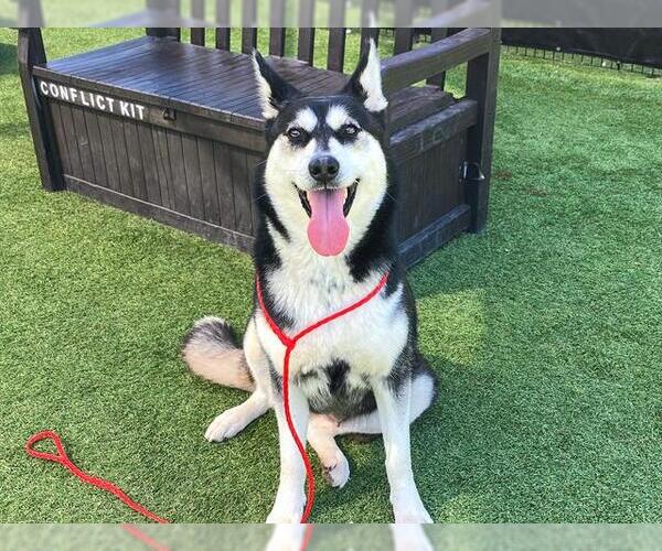 Medium Photo #1 Siberian Husky Puppy For Sale in Orange, CA, USA