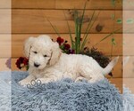 Small #4 Goldendoodle