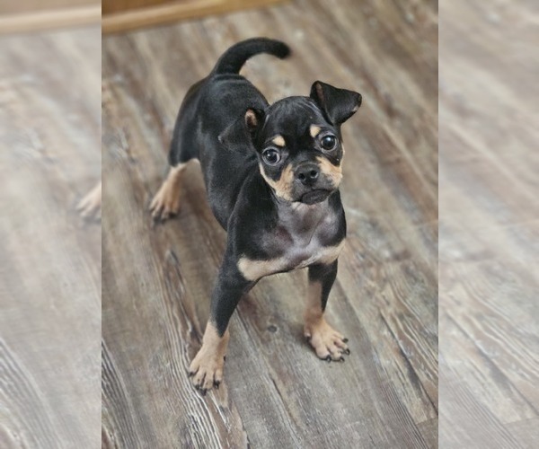 Medium Photo #3 Chug Puppy For Sale in Wakefield, RI, USA