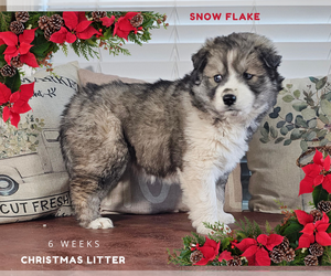 Siberian Husky Puppy for sale in SHERWOOD, OR, USA