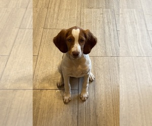 Brittany Puppy for sale in ROCHESTER, NY, USA