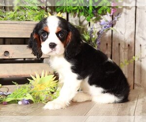 Cavalier King Charles Spaniel Puppy for sale in MOUNT VERNON, OH, USA