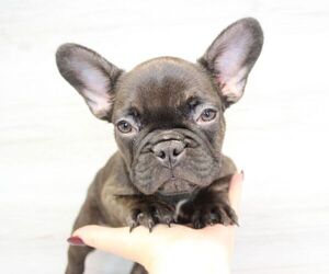 French Bulldog Puppy for sale in LAS VEGAS, NV, USA