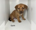 Small Photo #1 Labrador Retriever-Unknown Mix Puppy For Sale in Brooksville, FL, USA