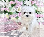 Small Photo #69 Maltese Puppy For Sale in HAYWARD, CA, USA