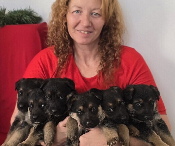 Medium Photo #1 German Shepherd Dog Puppy For Sale in CLEARWATER, FL, USA