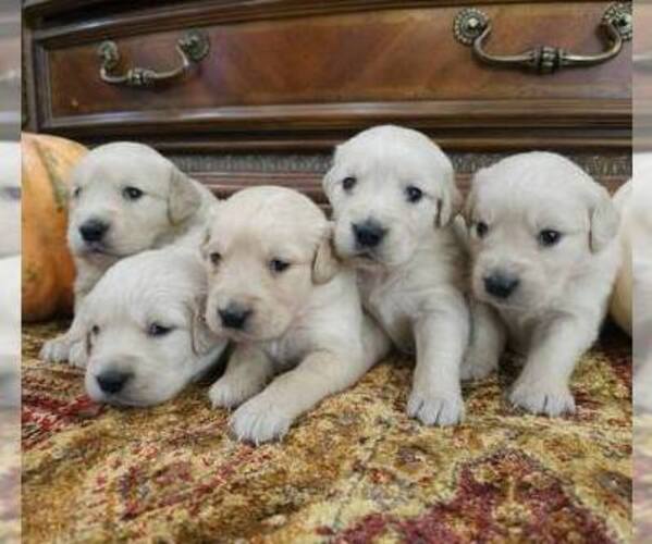 Medium Photo #1 English Cream Golden Retriever Puppy For Sale in SACRAMENTO, CA, USA