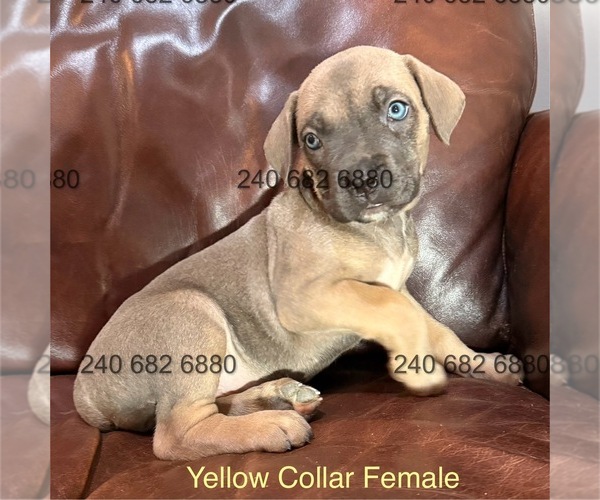Medium Photo #3 Cane Corso Puppy For Sale in LA PLATA, MD, USA