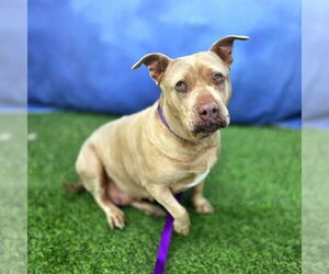 *MARMALADE - Female Mutt Dog for Adoption - Photo #2