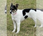 Small Photo #3 Jack Russell Terrier-Unknown Mix Puppy For Sale in Valrico, FL, USA