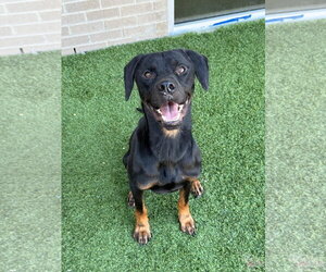 Retriever -Rottweiler Mix Dogs for adoption in NEWPORT NH, NH, USA