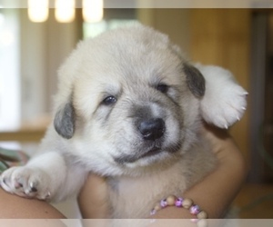 Medium Anatolian Shepherd-Great Pyrenees Mix