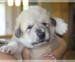 Puppy Rocky Anatolian Shepherd-Great Pyrenees Mix