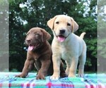 Small Photo #8 Labrador Retriever Puppy For Sale in GREENCASTLE, PA, USA