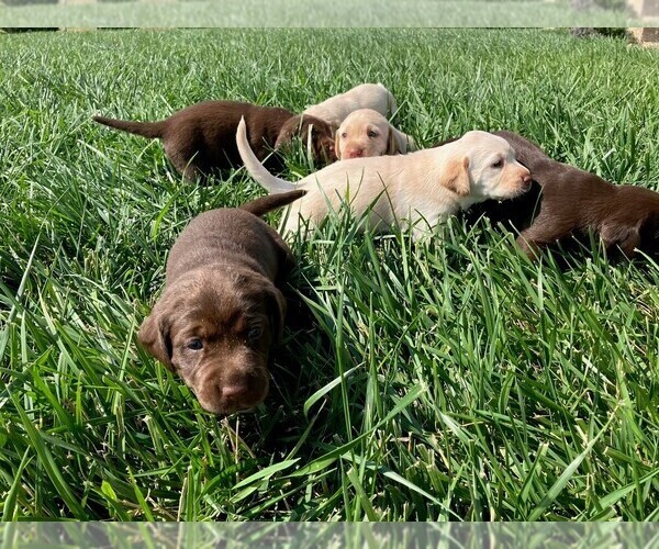Medium Photo #4 Labrador Retriever Puppy For Sale in SENECA, KS, USA