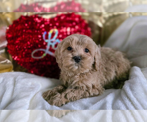 Medium Cockapoo (Miniature)