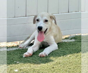 Great Pyrenees-Unknown Mix Dogs for adoption in GILBERTS, IL, USA