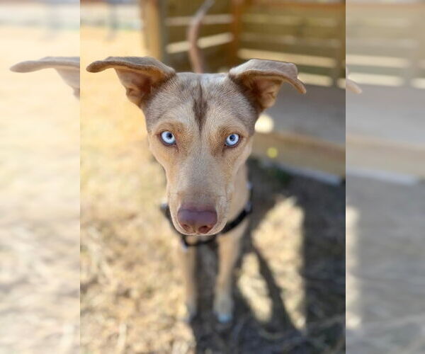 Medium Photo #2 Mutt Puppy For Sale in Rockaway, NJ, USA