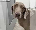 ARLO - Male Weimaraner Dog for Adoption - Small photo