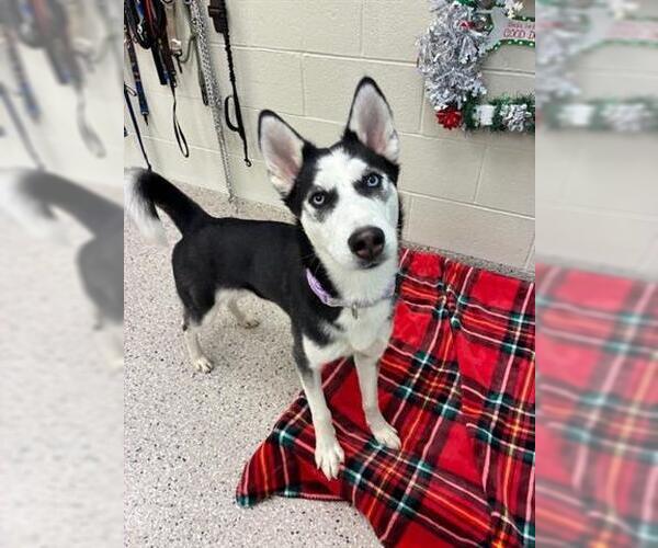 Medium Photo #1 Siberian Husky Puppy For Sale in Brighton, CO, USA