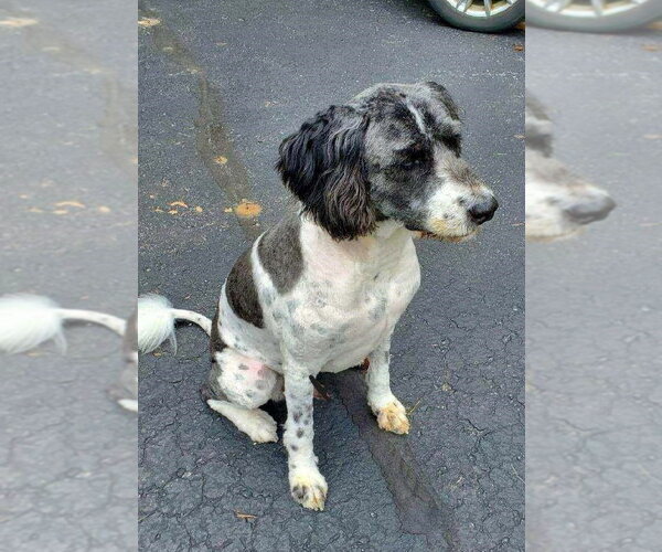 Medium Photo #1 Akitapoo Puppy For Sale in Rootstown, OH, USA