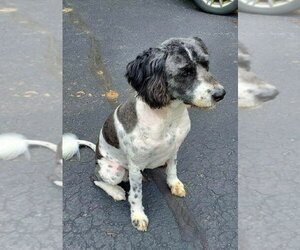 Akitapoo Dogs for adoption in Rootstown, OH, USA
