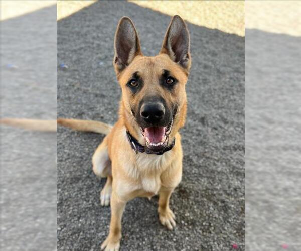 Medium Photo #2 German Shepherd Dog Puppy For Sale in Woodland, CA, USA