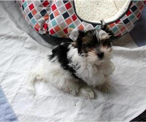 Biewer Terrier Puppy for sale in GREENSBURG, IN, USA