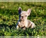 Small #15 French Bulldog