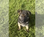 Puppy Purple Collar German Shepherd Dog