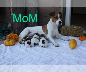 Mother of the Jack Russell Terrier puppies born on 09/27/2022