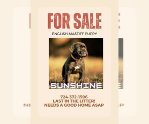 Mastiff Puppy for sale in GROVE CITY, PA, USA