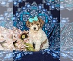 Small Photo #1 Poodle (Toy) Puppy For Sale in NOTTINGHAM, PA, USA