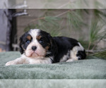 Puppy Maisy Cavalier King Charles Spaniel
