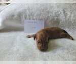Puppy Female 4 Latte Dachshund