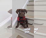 Small Chocolate Labrador retriever Mix