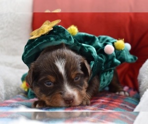 Miniature Australian Shepherd Puppy for sale in PALM COAST, FL, USA