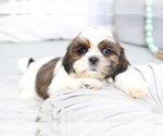 Small Photo #3 Shih Tzu Puppy For Sale in MARIETTA, GA, USA