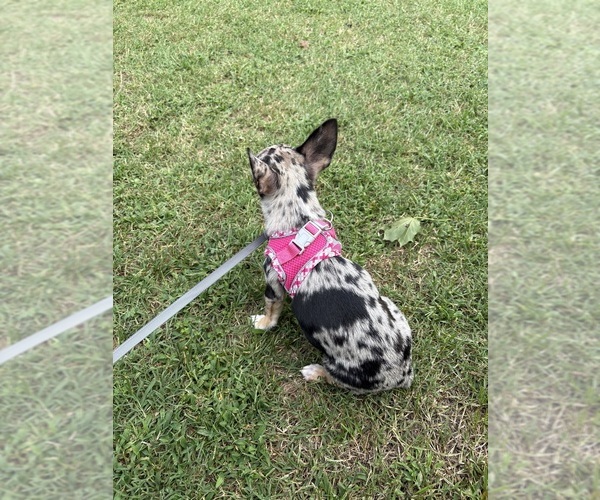 Medium Photo #3 Chihuahua Puppy For Sale in SALISBURY, MD, USA