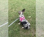 Small #2 Chihuahua