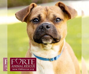 Puggle Dogs for adoption in Marina del Rey, CA, USA