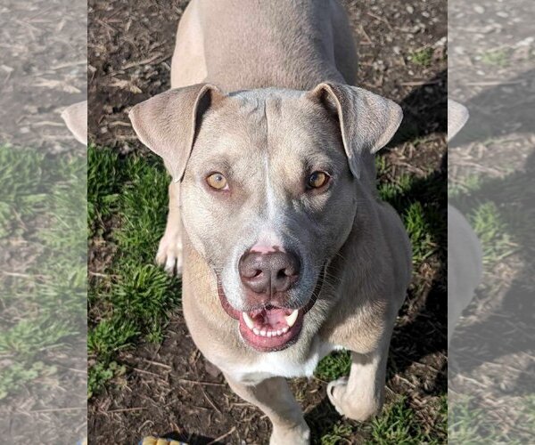 Medium Photo #1 American Pit Bull Terrier-Unknown Mix Puppy For Sale in Anniston, AL, USA