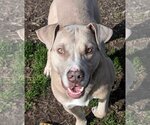 Small American Pit Bull Terrier Mix