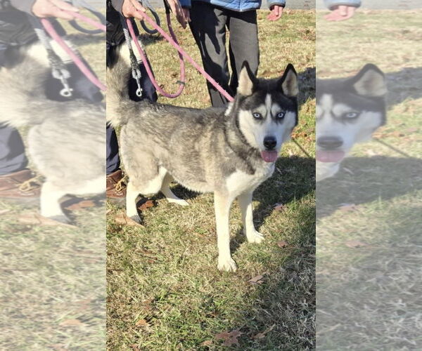 Medium Photo #1 Siberian Husky Puppy For Sale in Rustburg, VA, USA
