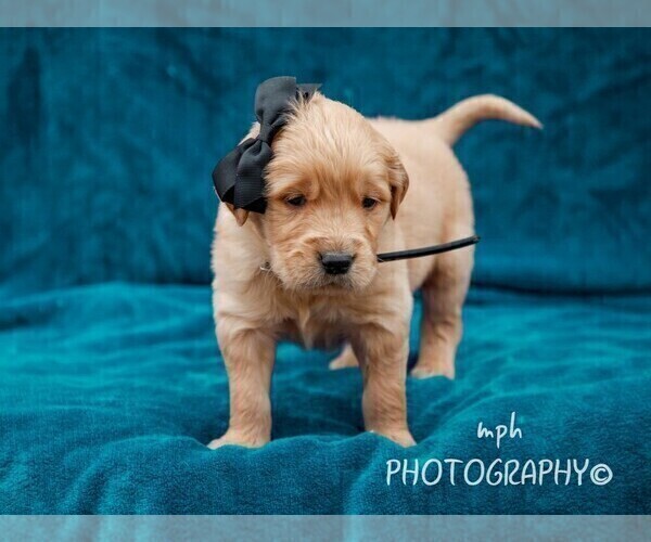 Medium Photo #1 Golden Retriever Puppy For Sale in LIBERTY, KY, USA