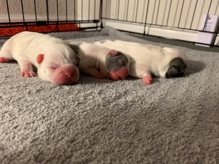 French Bulldog Puppy for sale in MILPITAS, CA, USA